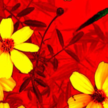 服务器攻击软件